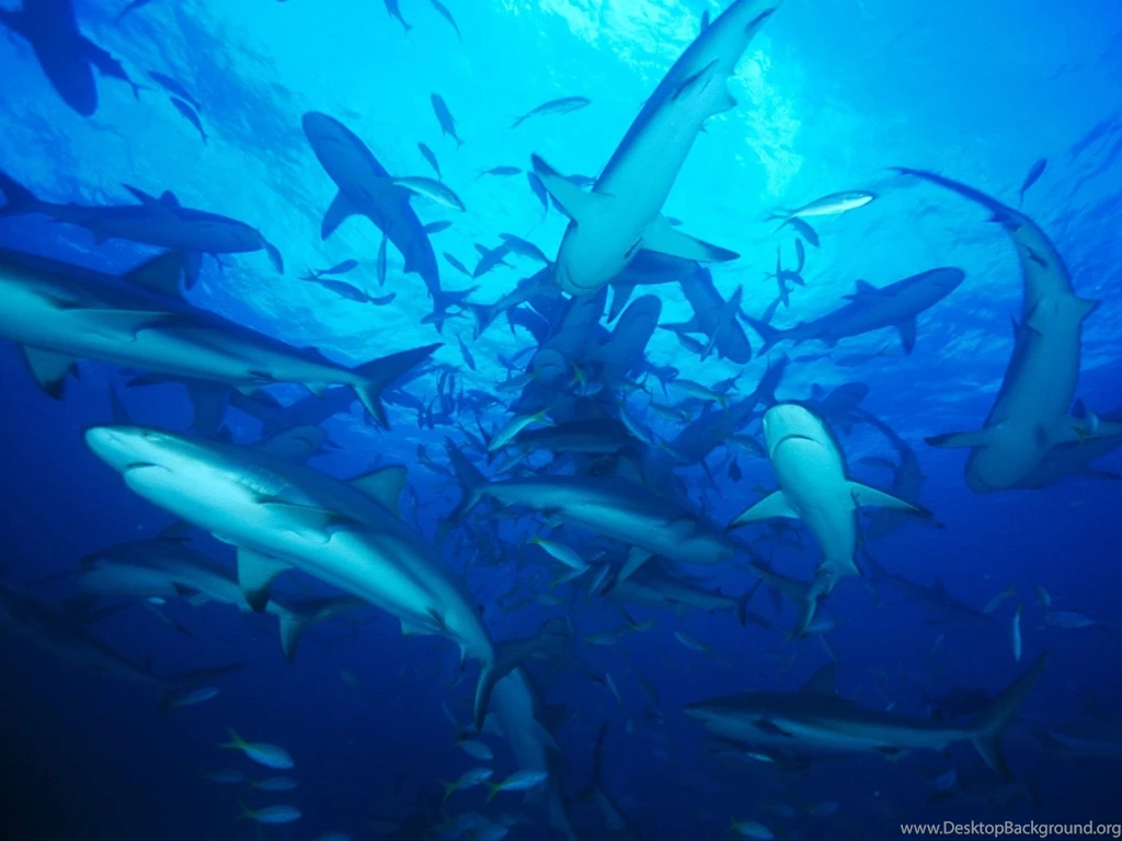 Bahamas Ocean Sharks Underwater Wallpapers (