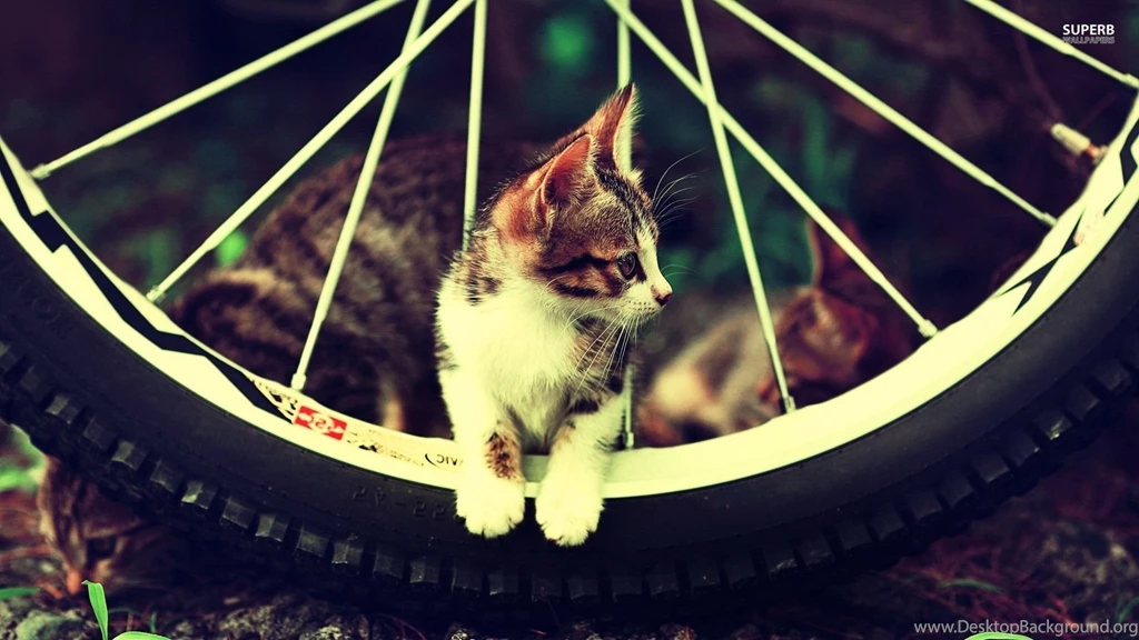Kitten On A Bicycle Wheel Wallpapers   Animal Wallpapers