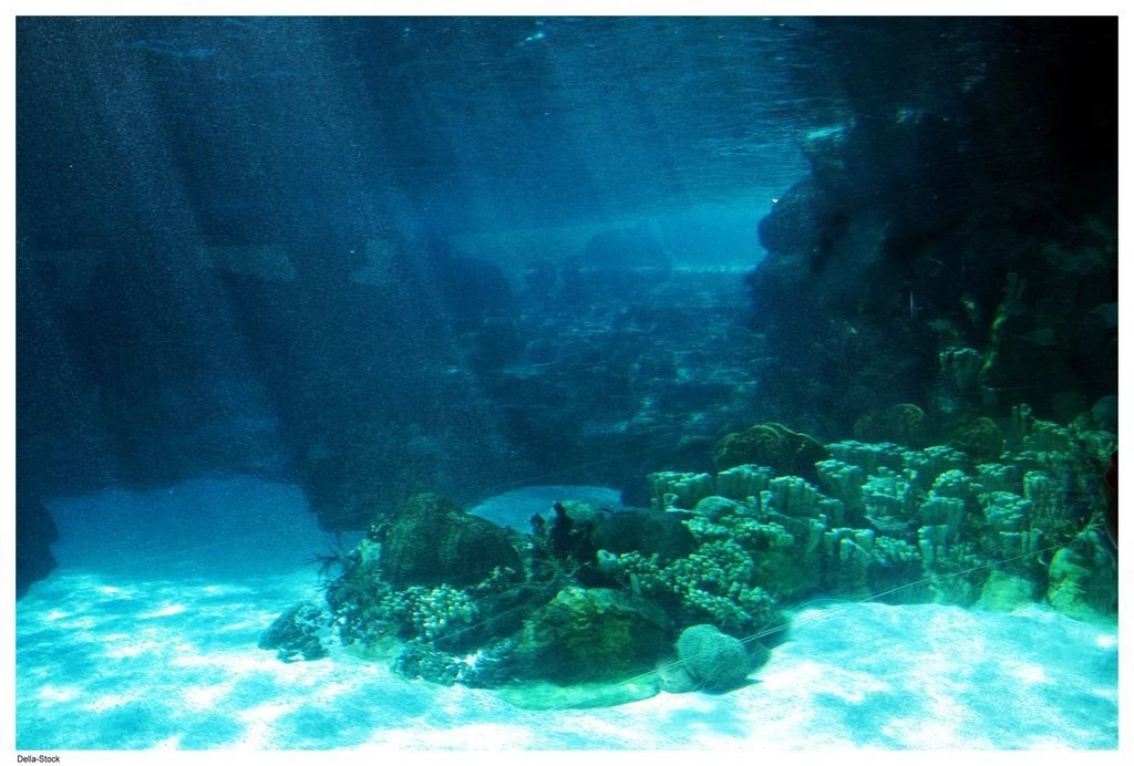 Ocean Floor Backgrounds