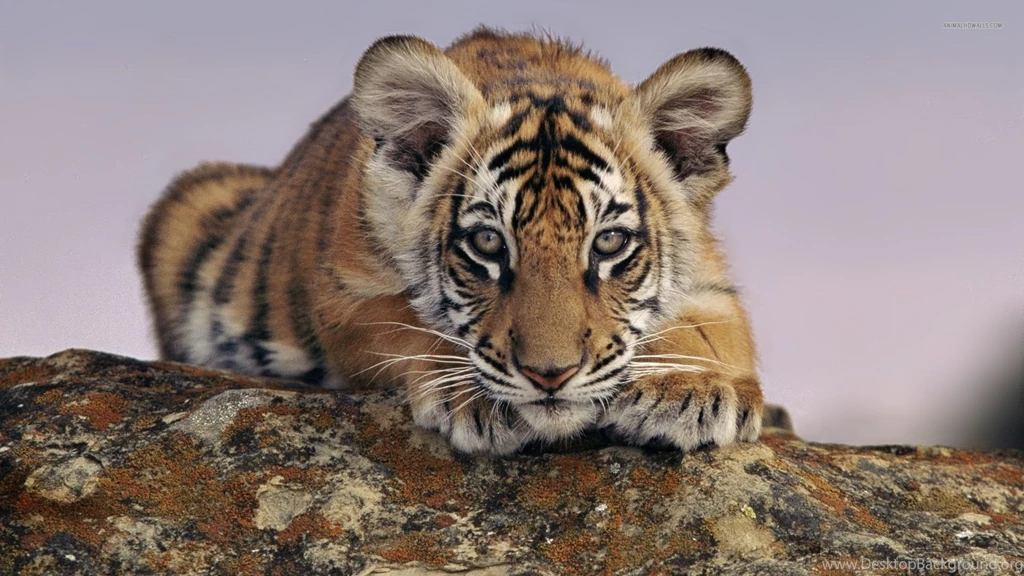 Tiger Cub Pictures