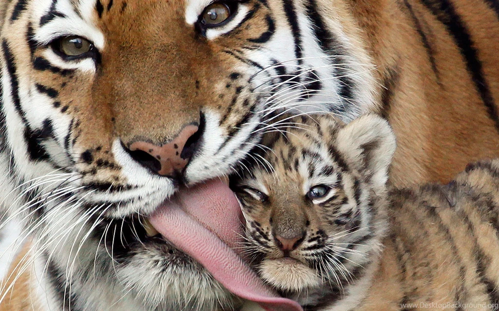 Ultra HD 4K Tiger Cub Wallpapers HD, Desktop Backgrounds 3840x2400