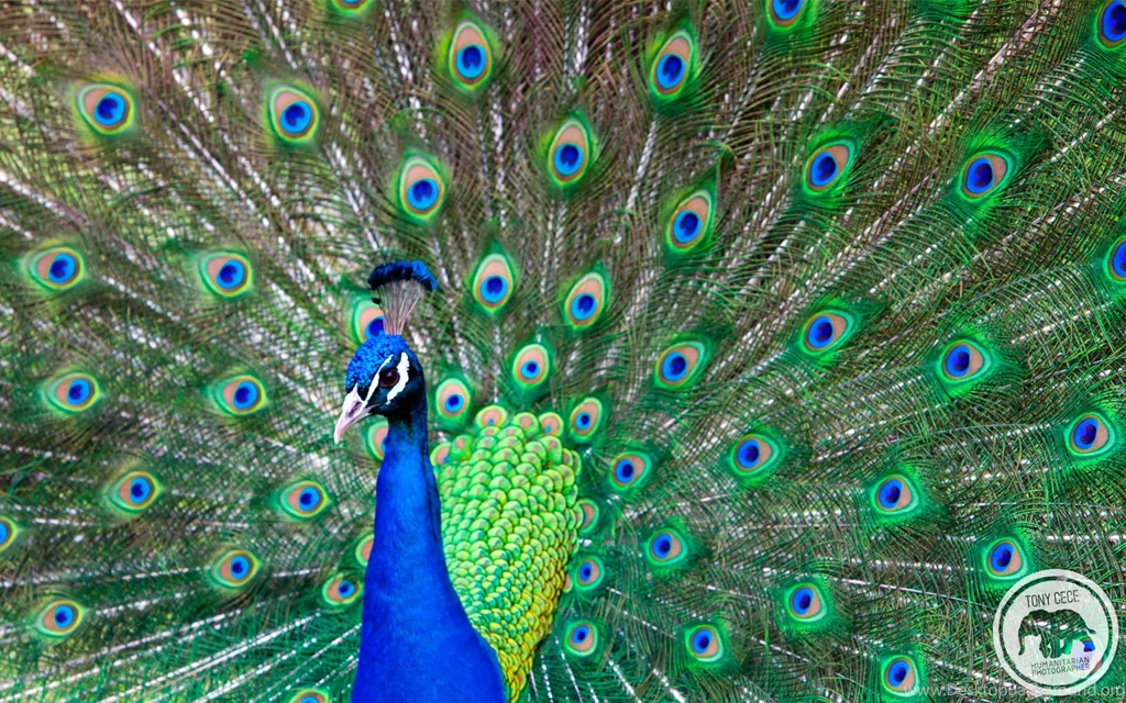 Peacocks On Pinterest