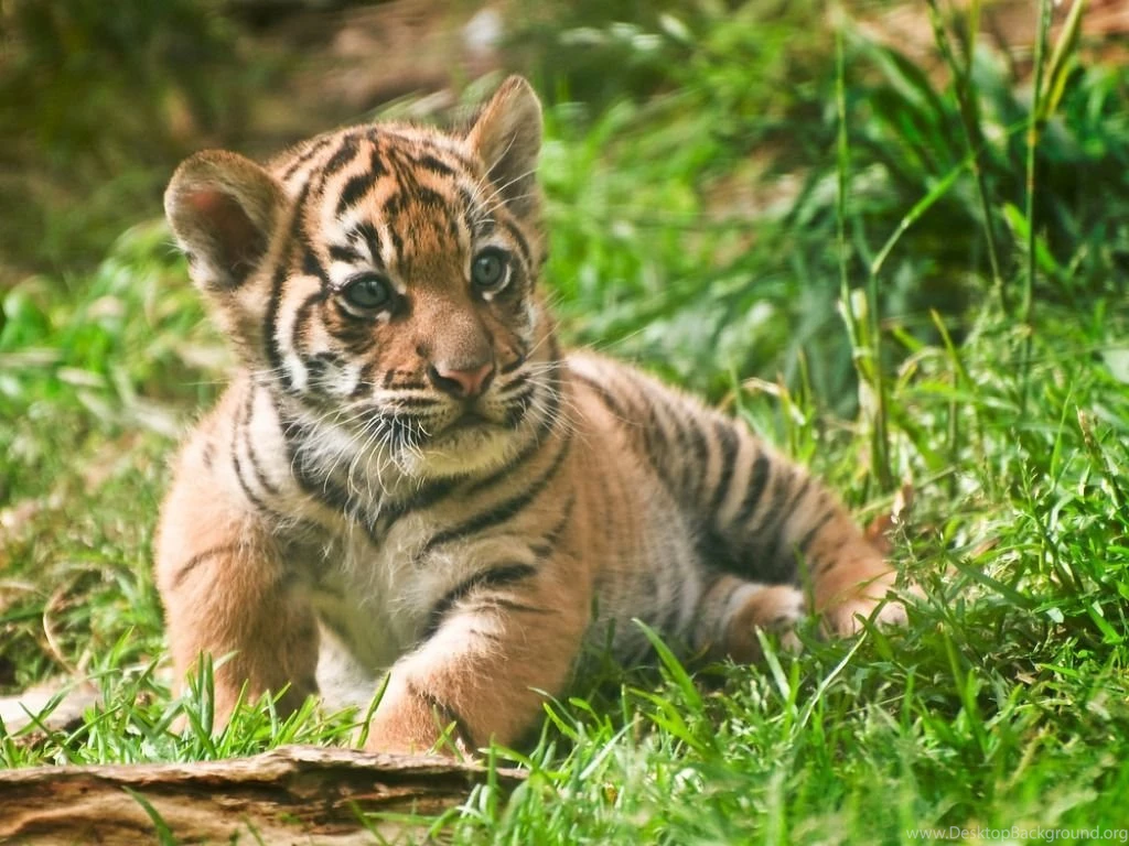 Amazing Tiger Cubs Desktop Pictures