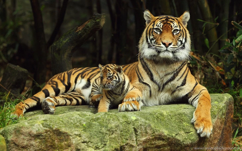 Tigress With Tiger Cub Wallpapers And Images Wallpapers ...