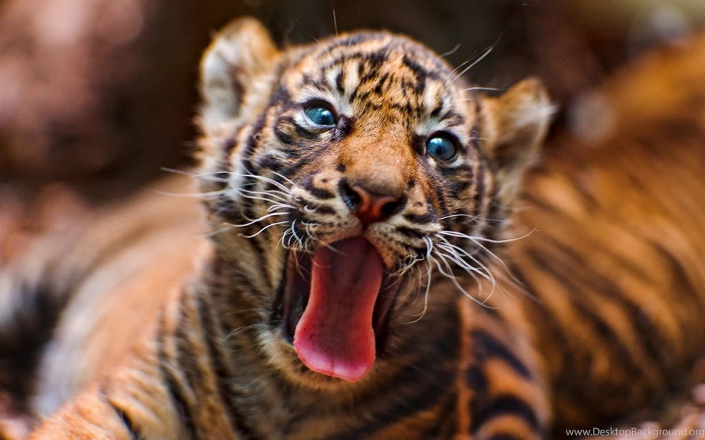 Tiger Cub Desktop Wallpapers 21066