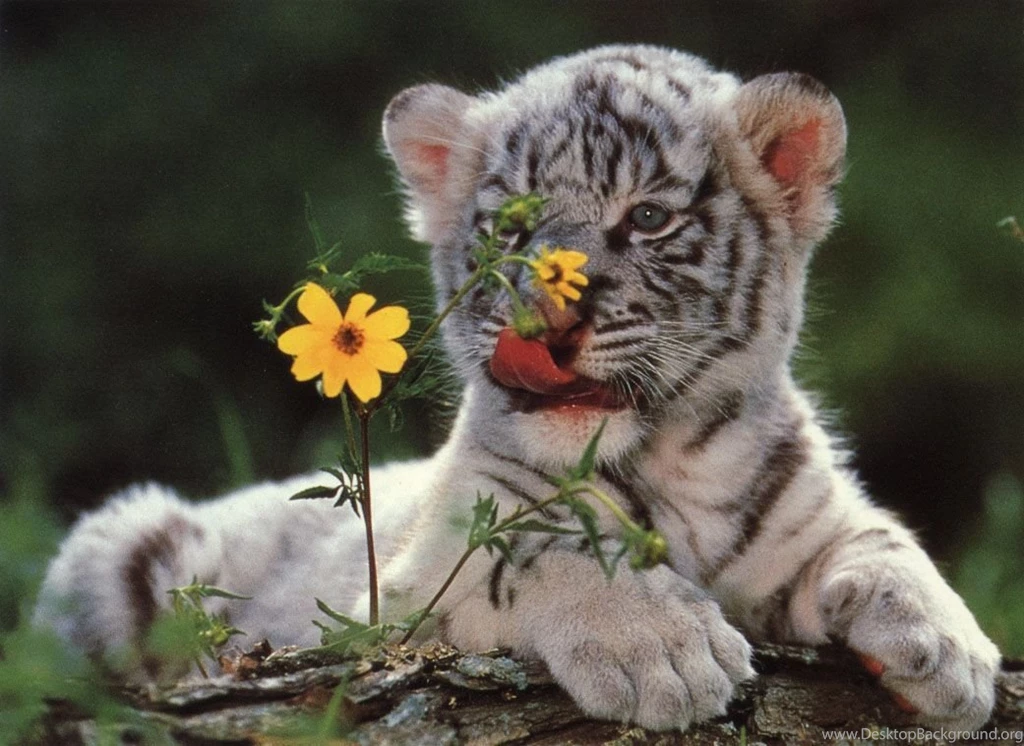 Tiger Cub Pictures   Wallpapers HD Wide