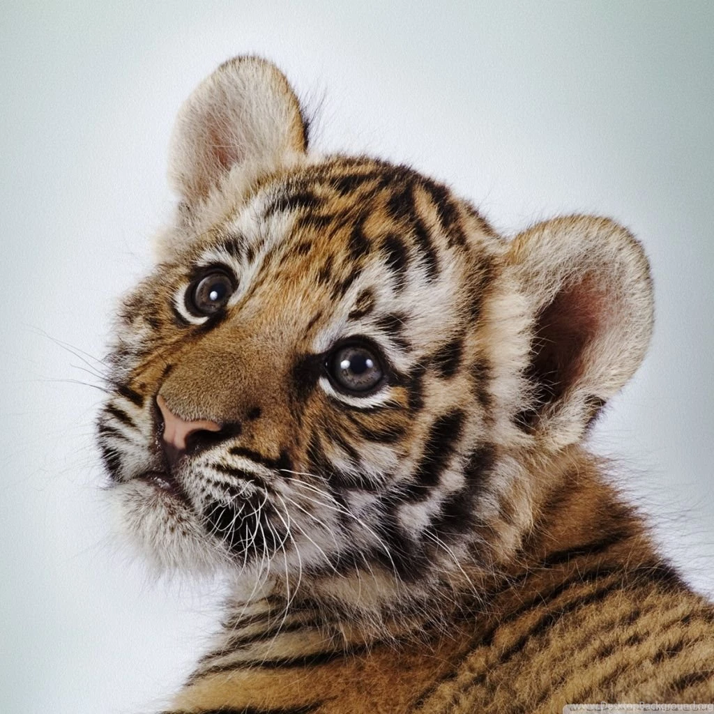 Tiger Cub HD Desktop Wallpapers : High Definition : Fullscreen : Mobile