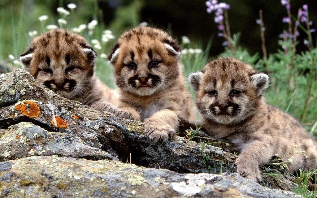 1200x675px Cute Tiger Cub
