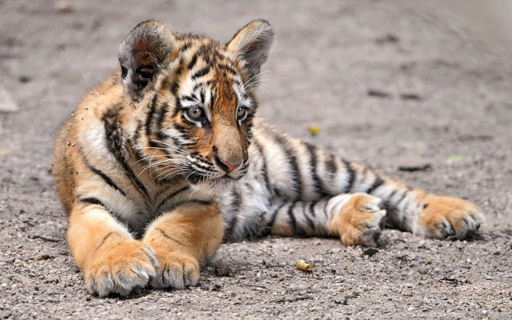 1920x1200px Amur Tiger Cub