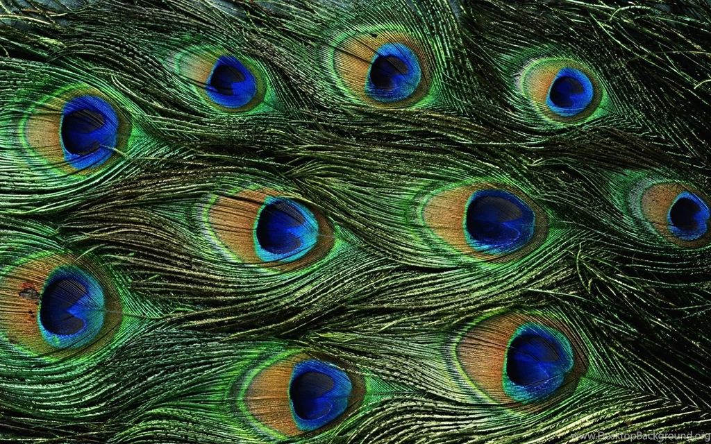 Peacock Feathers HD Wallpapers, Peacock Feathers Backgrounds, New ...