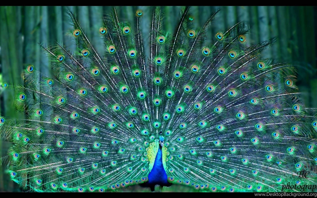 Peacock Wallpapers