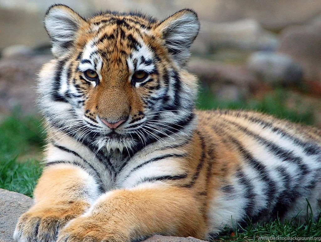 Cute Tiger Pictures   Wallpapers HD Wide
