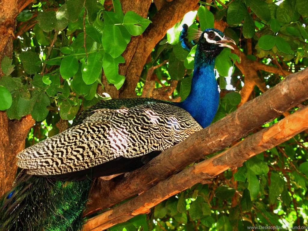Colourful peacock