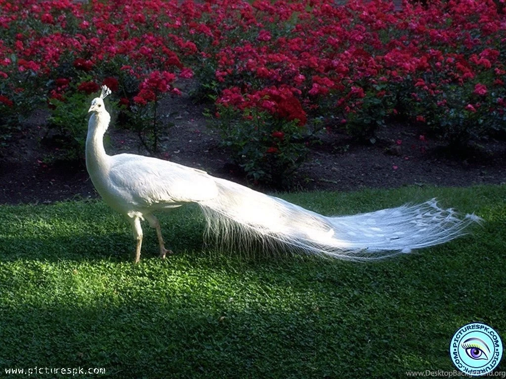 Peacock Wallpapers