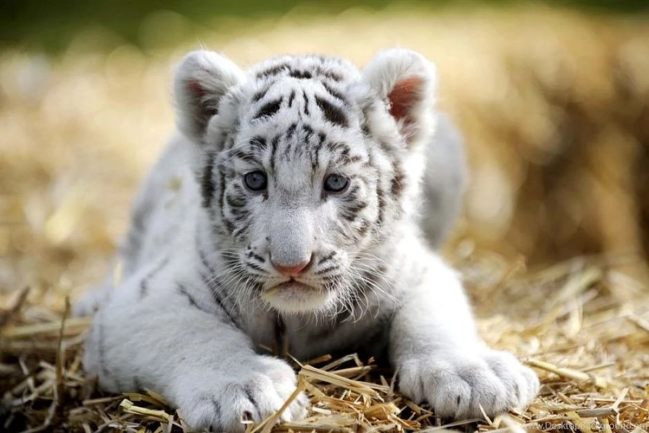 Pictures Of White Tiger Cubs   Wallpapers HD Wide