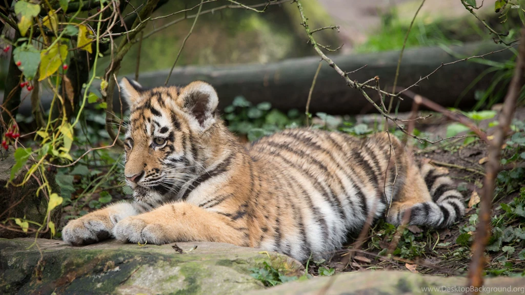 Tiger Cub Wallpapers Animal Wallpapers