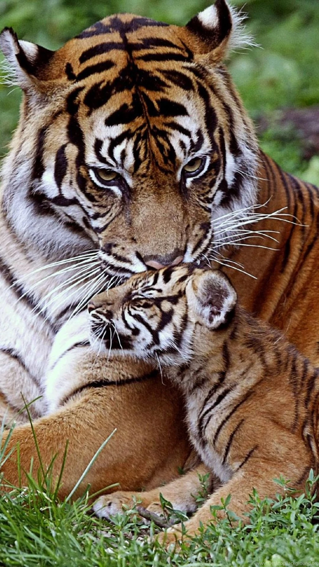 Download Wallpapers 1080x1920 Tiger, Cub, Down, Family, Care, Baby ...