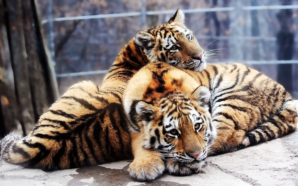 Beautiful Two Tiger Cub In Zoo HD Wallpapers