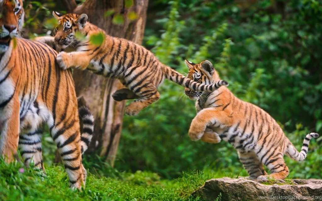 Tiger Cub Jump Wallpapers