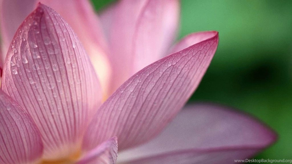 25 Free HD Flowers Wallpapers