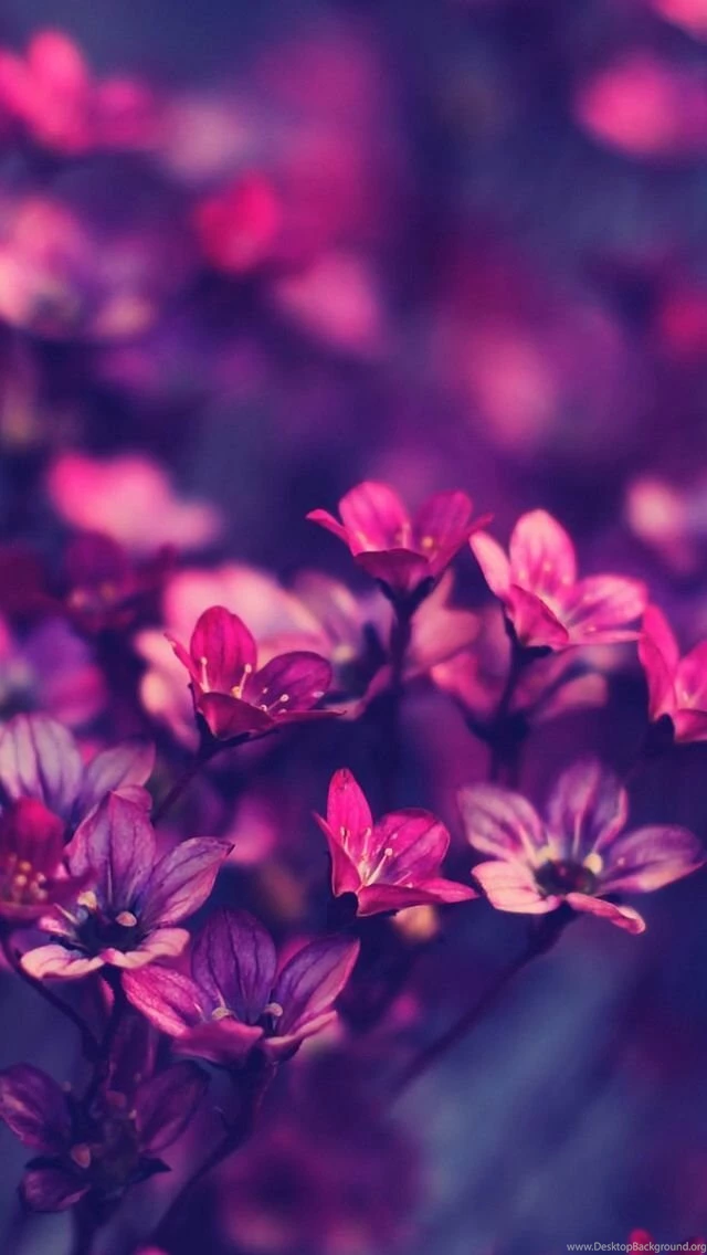 Purple Flowers. HD Ios7 Wallpapers For iPhone And IPod Touch ...