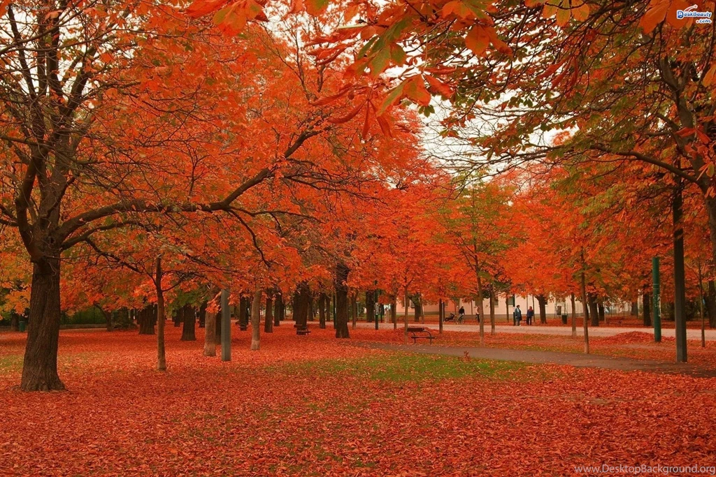 Amazing Nature Wallpapers