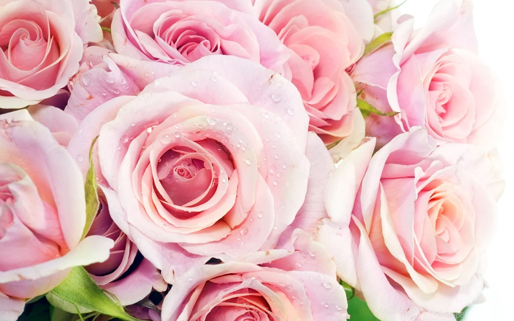 Roses Tumblr Backgrounds