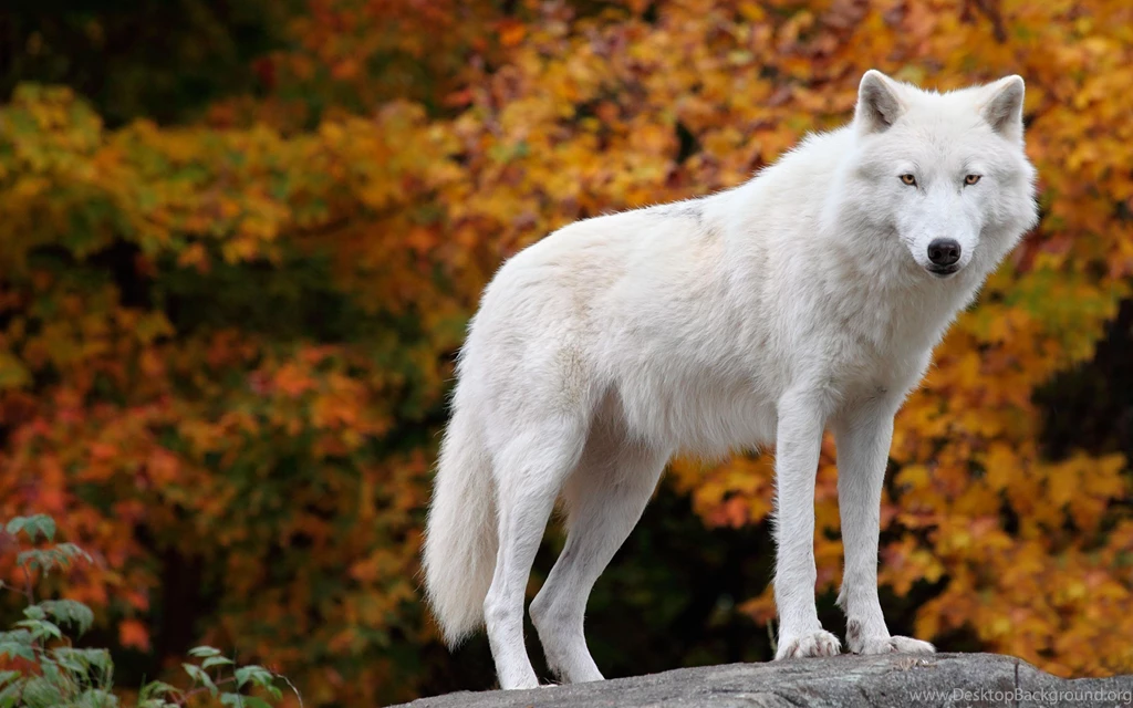 The Arctic Wolf (