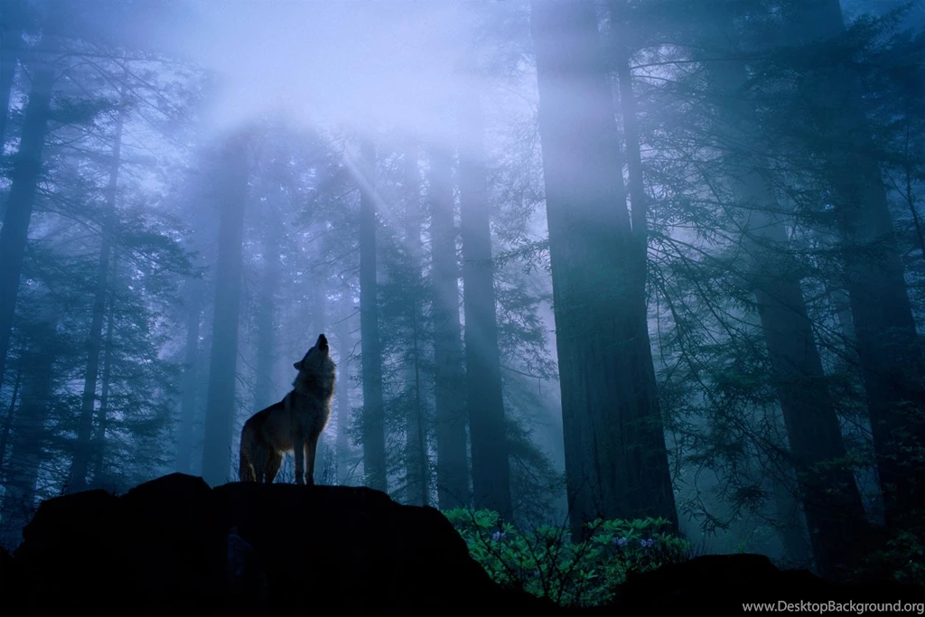 Lone Wolf Wallpapers >> Backgrounds With Quality HD