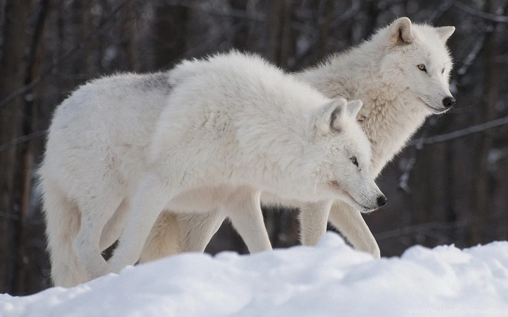 Arctic Wolf 1920x1200 Wallpapers,Arctic Wolf 1920x1200 Wallpapers ...