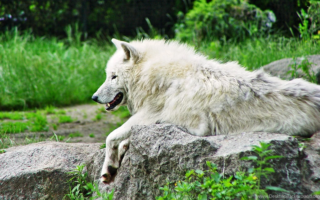 Hd arctic wolf photos.jpg