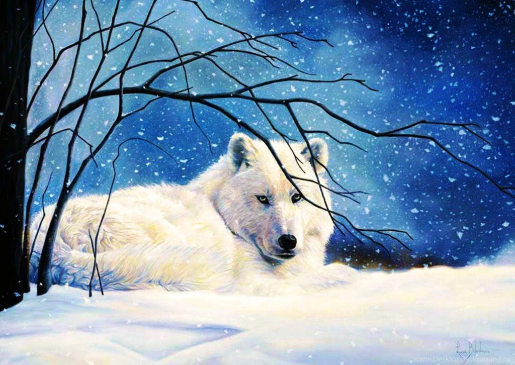 Arctic Wolf   (