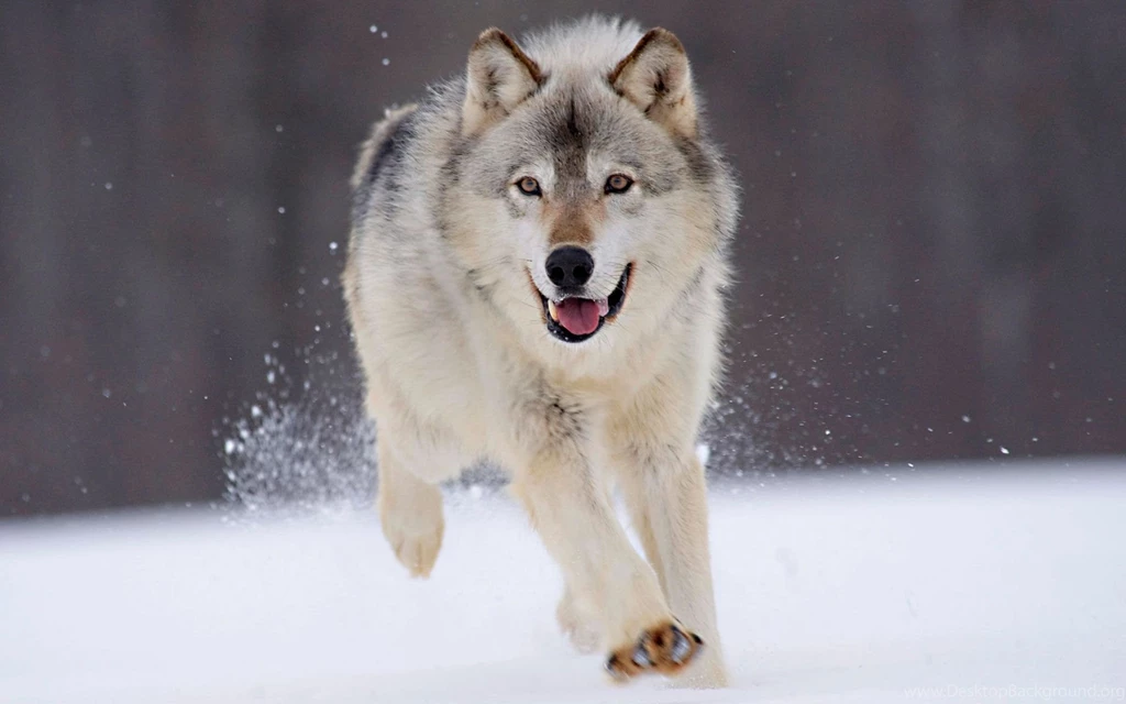 White wolf