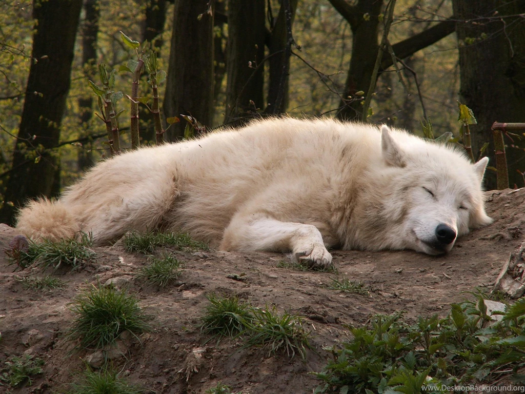 Arctic Wolf Dreaming >> HD Wallpaper, Get It Now!