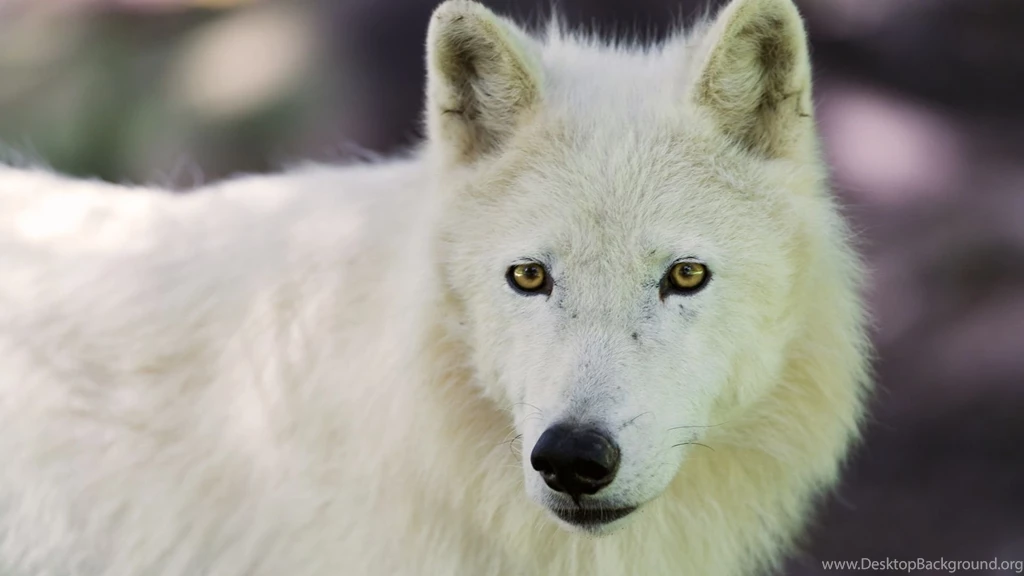 Full HD 1080p Arctic Wolf Wallpapers HD, Desktop Backgrounds 1920x1080