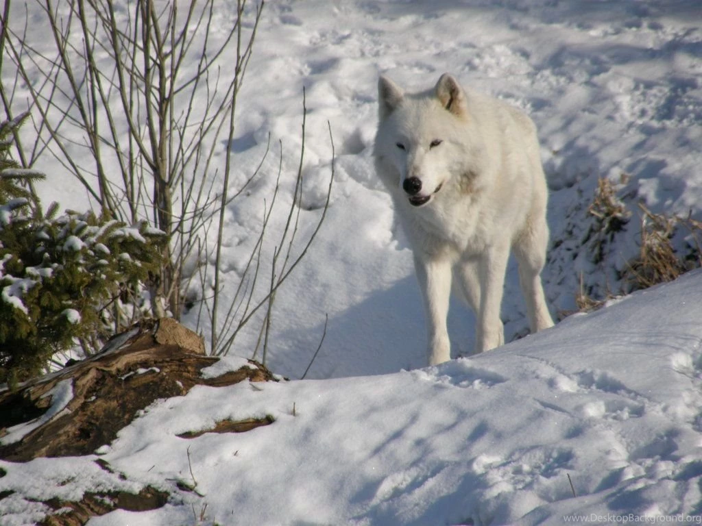 Animal Wallpapers Hd
