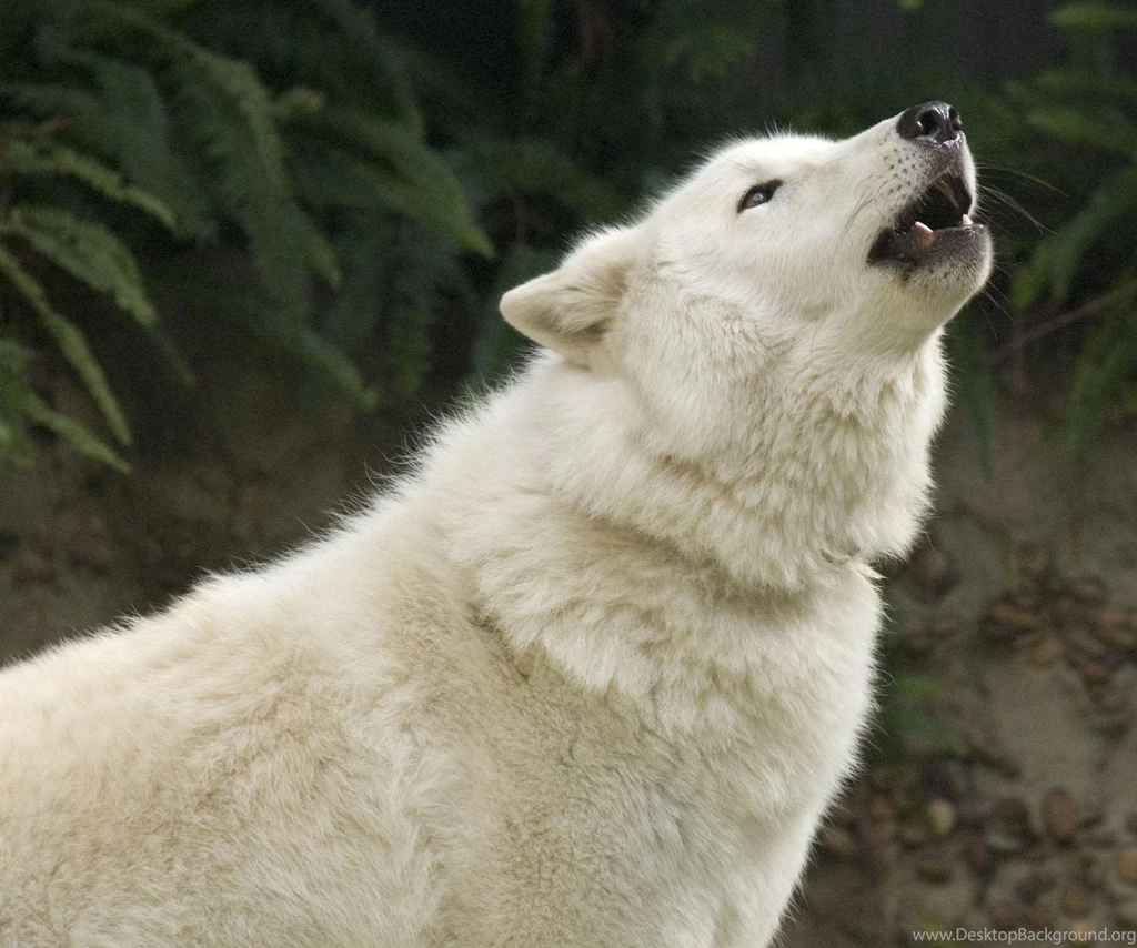 Arctic Wolf Howl (