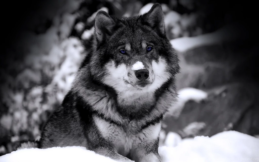 Download wolf images wallpaper.jpg