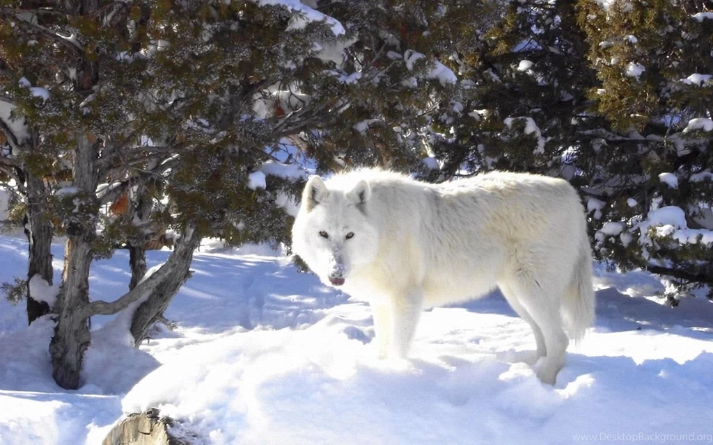 White Arctic Wolf 1440x900 Wallpapers,Arctic Wolf 1440x900 ...