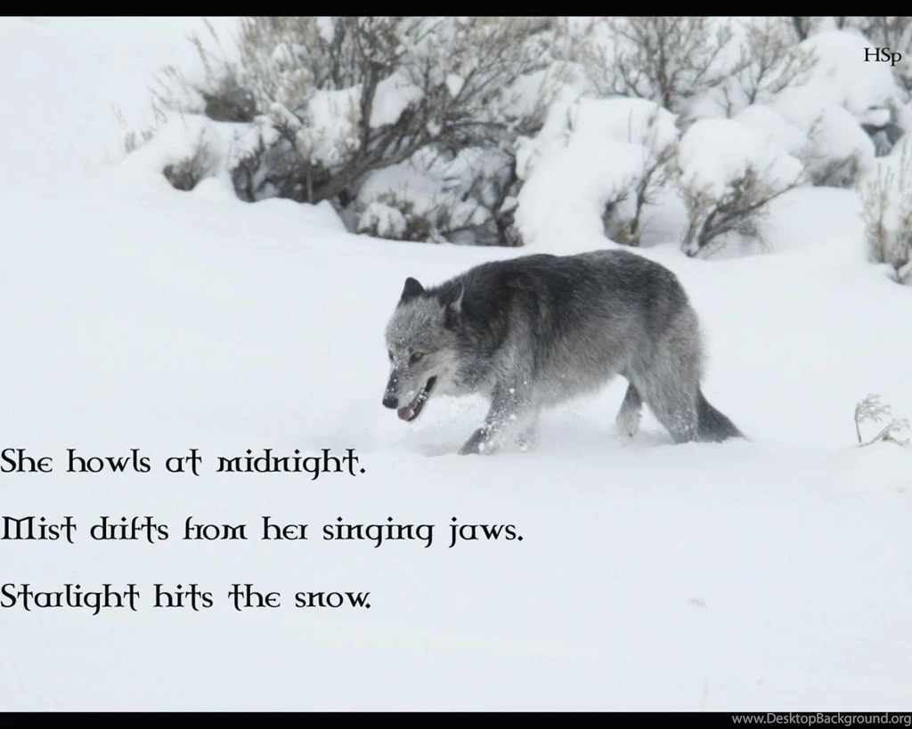 Wolf Wisdom Wallpapers   (