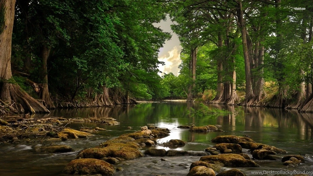 1920x1200px Forest River HD Wallpapers