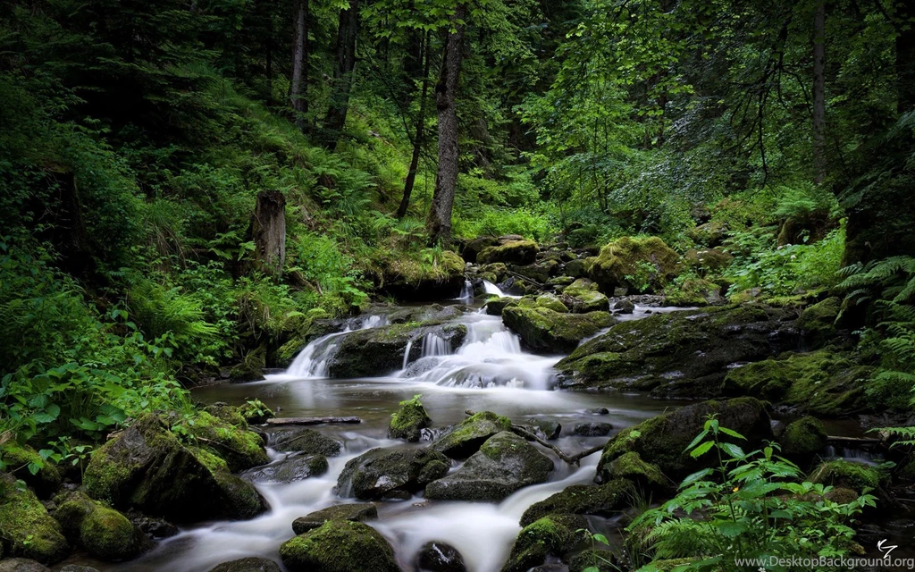 1920x1200px Forest River HD Wallpapers
