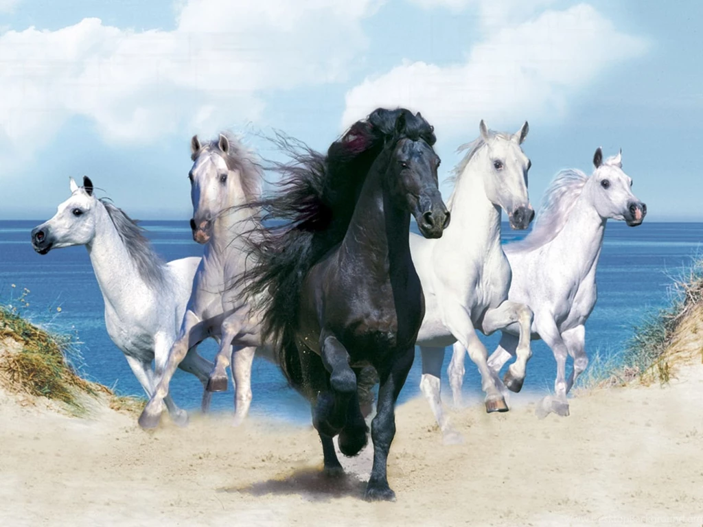 Black Horse Hd Wallpapers