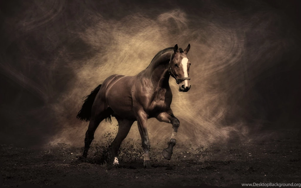Horses Wallpapers   Wallpapers Cave