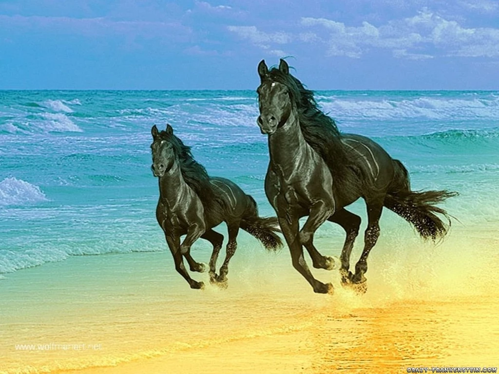 Horse Wallpapers Wallpapers Cave