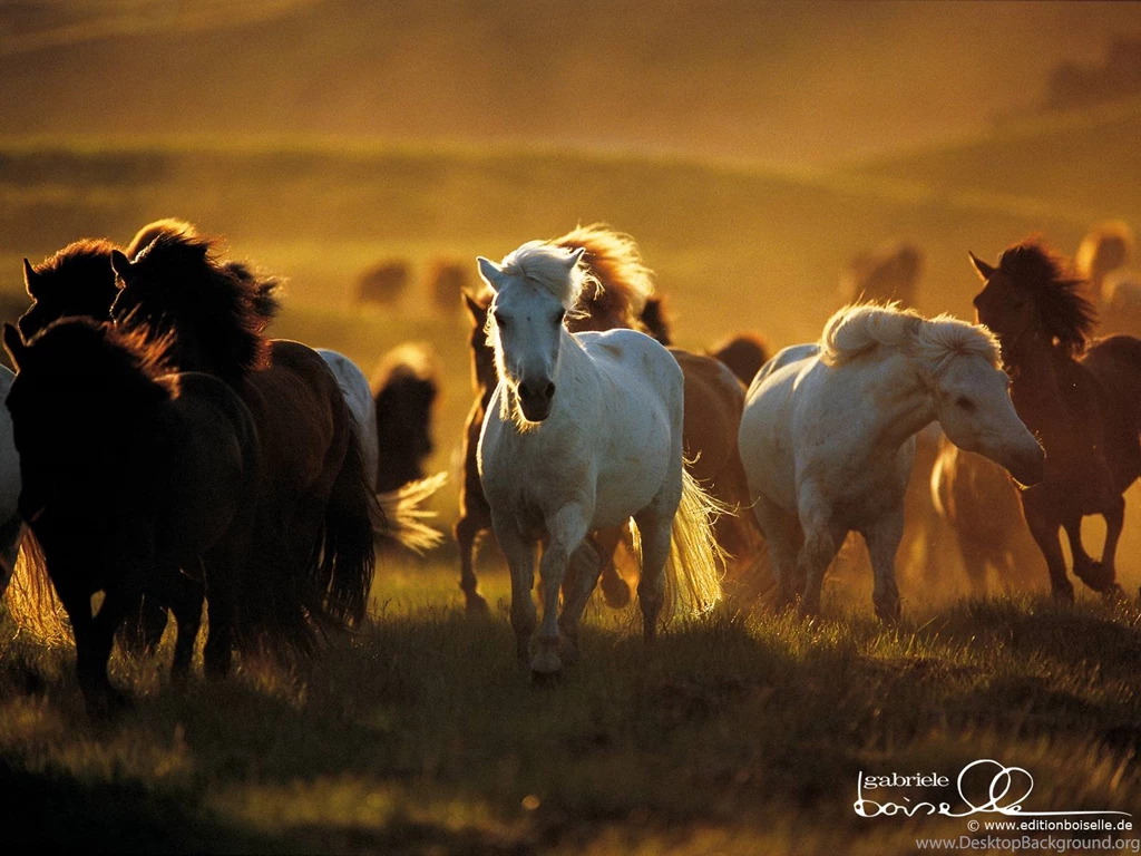 Horse Wallpapers Wallpapers Cave