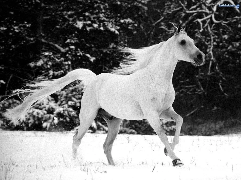 Wallpapers For Wild Horse Backgrounds