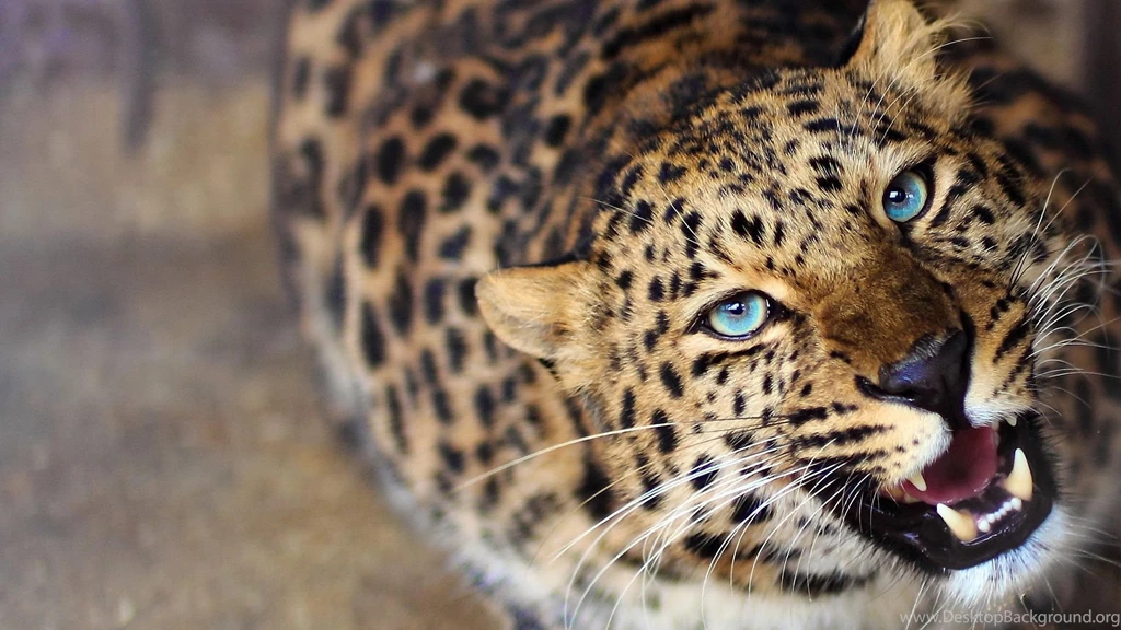 Leopard Wallpapers HD Free Download