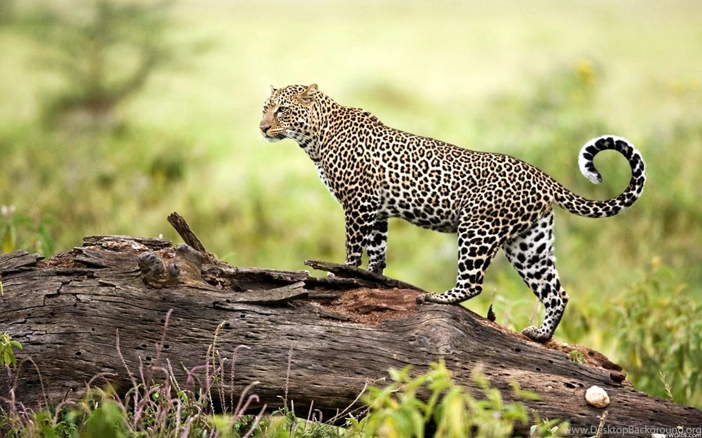 Leopard Wildlife Wallpapers