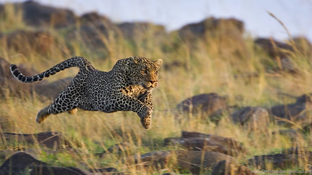 Download Wallpapers 1920x1080 Leopard, Grass, Run, Jump, Shoot Full ...